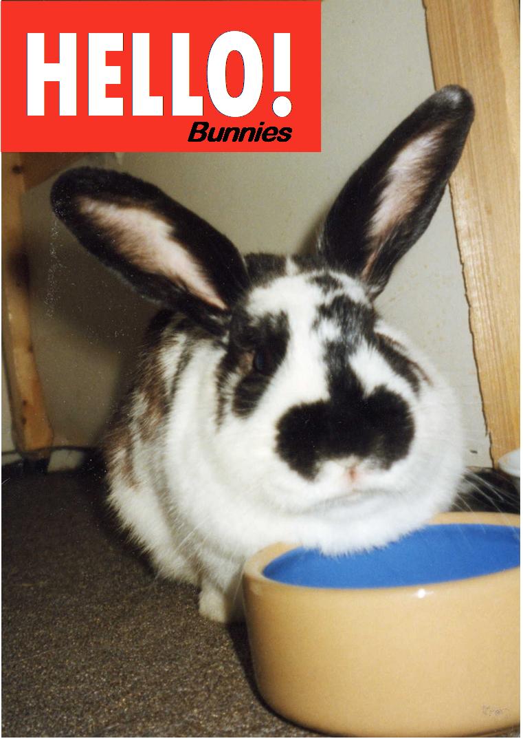 Hello! Bunnies
